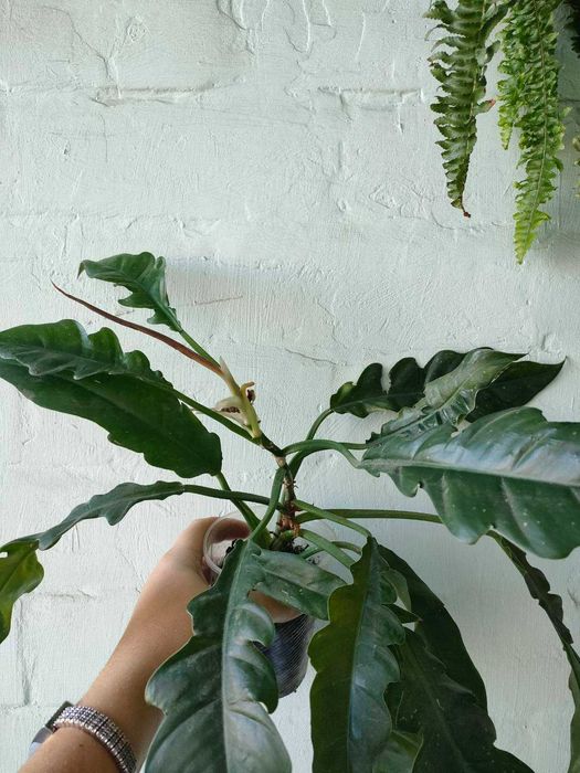 Філодендрон джангл бугі, Jungle Boogie