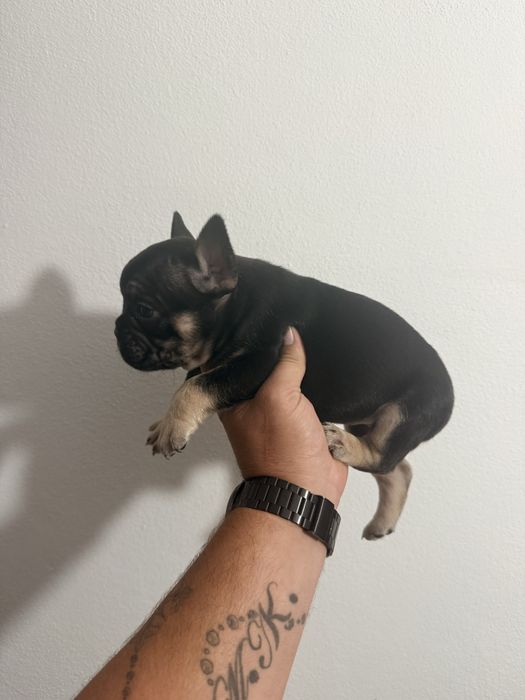 Buldogue Francês Menina Black Tan