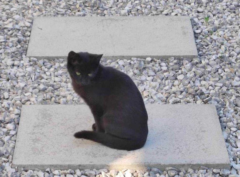 Três gatinhos para doação