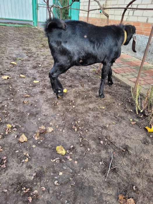 Козел (цап) англонубієць