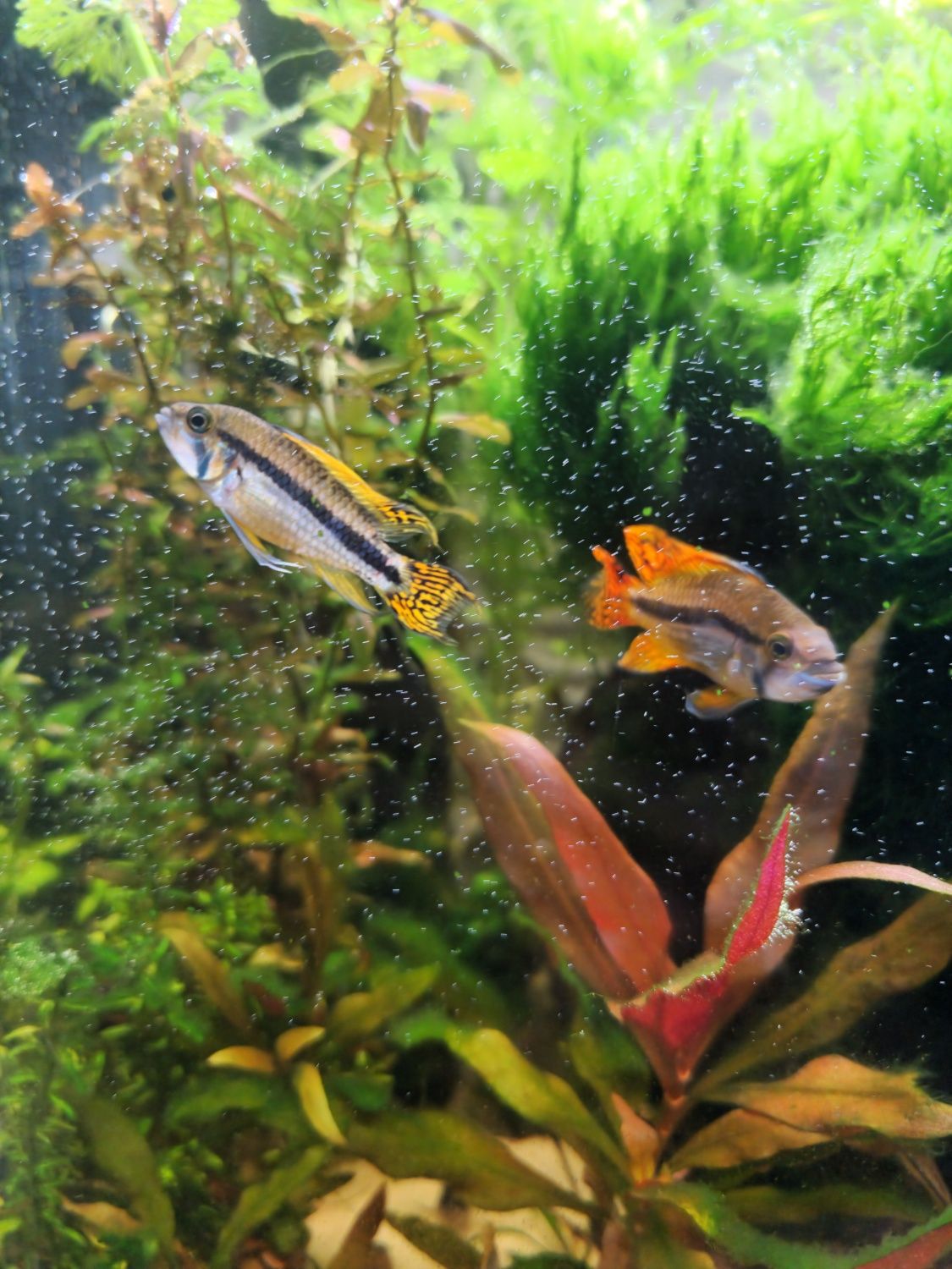 Ryba Pielegnica kakadu orange, Apistogramma cacatuoides młode 05.07