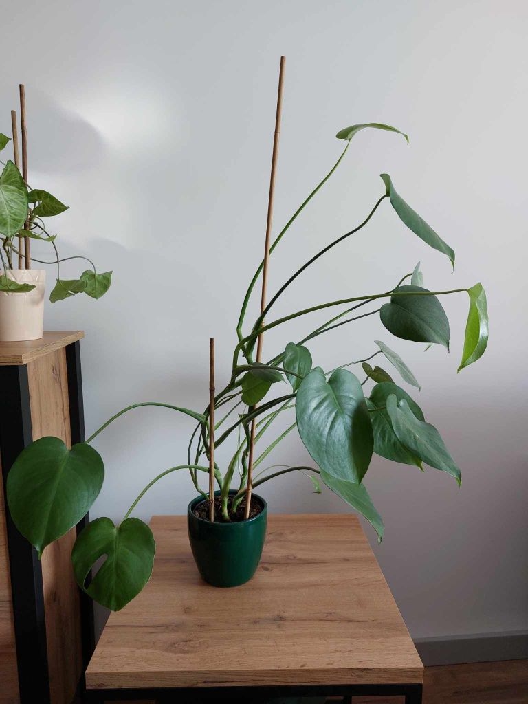 Monstera Deliciosa 80cm