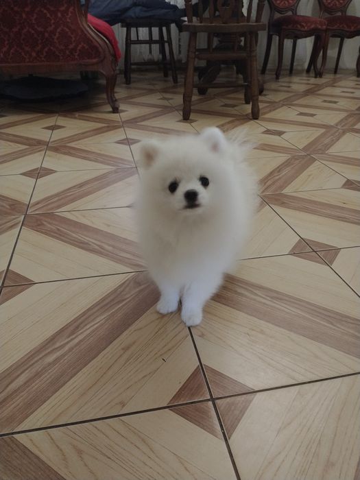 Szpic miniaturowy pomeranian chlopak