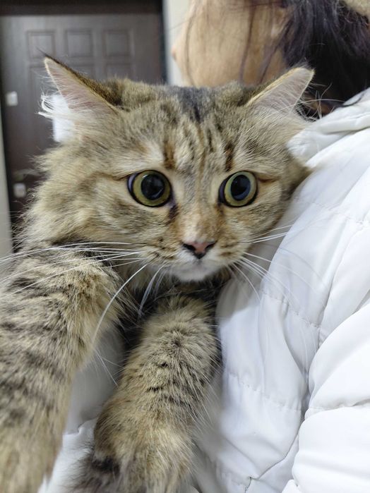 Кішечка Міла шукає родину