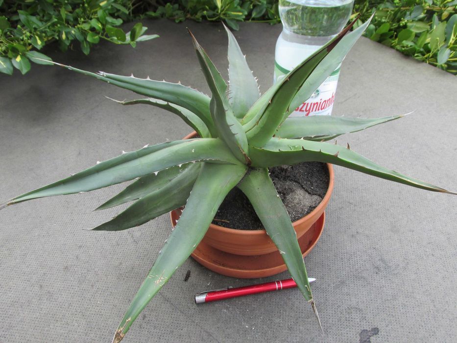 Odhodowana endemiczna agawa z Gwatemali - agave ghiesbreghtii