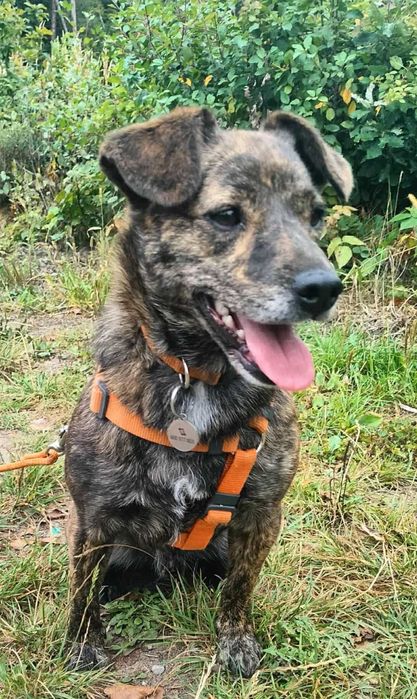 Cukierek mały piesek szuka domu