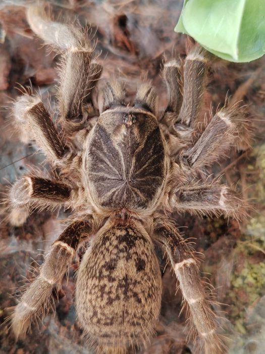 Pterinochilus chordatus L3
