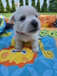 West Highland White Terrier - suczka ZKWP