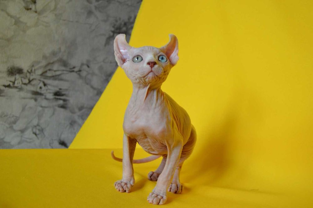 Даймонд - Різноокий хлопчик породи Ельф