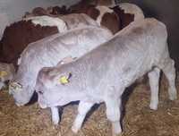 Jałoszki byczki cielęta Bielawy