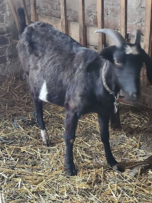 Продам Нубійськи кози