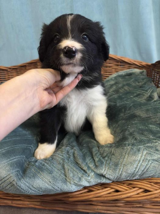 Border Collie piesek Murzyn