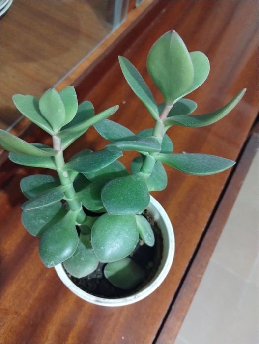 Денежное дерево растение