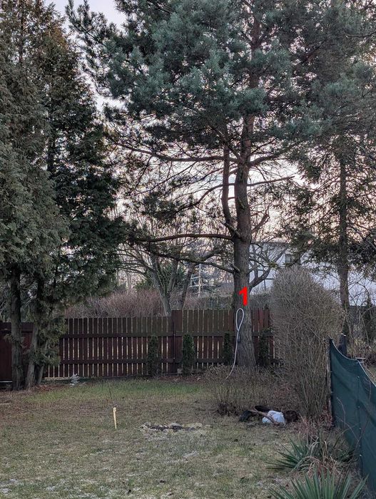 Oddam drzewa za darmo