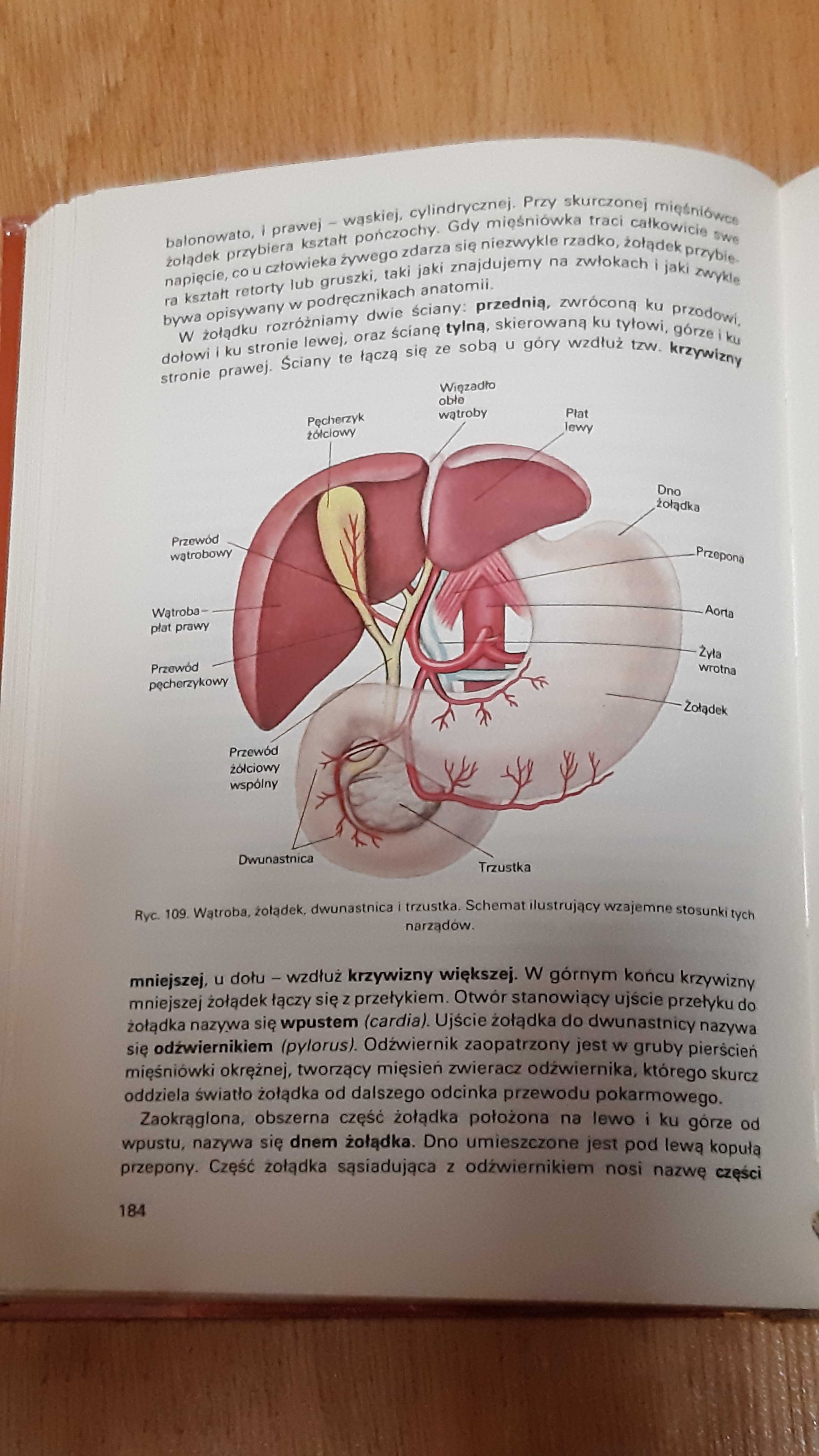 Anatomia i fizjologia człowieka Michajlik Ramotowski Sylwanowicz