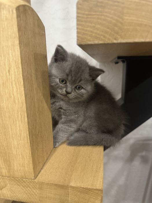 Прямовухий шотландець котик