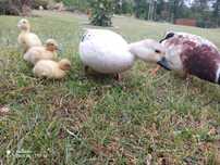 Call duck 2025 1+2