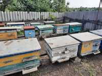 Продам сім'ї блжіл/ продам пчёл,  пчелосемьи