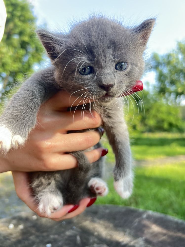Кошенята,котята,кіт,киця,кицька, котик,котенята в хороші руки