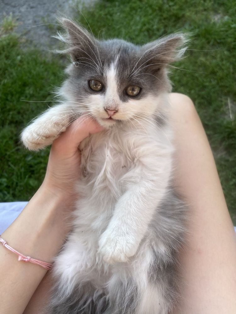 віддам кошенят в добрі руки