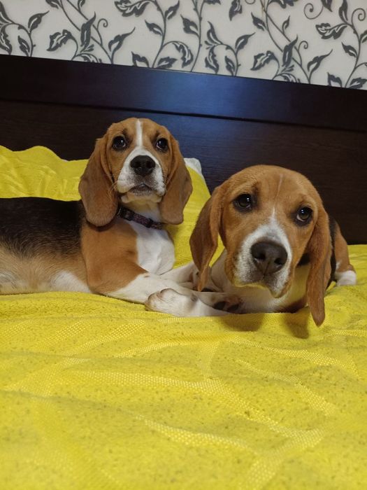 Бігль,цуценята,собака, beagle, продаж цуценят