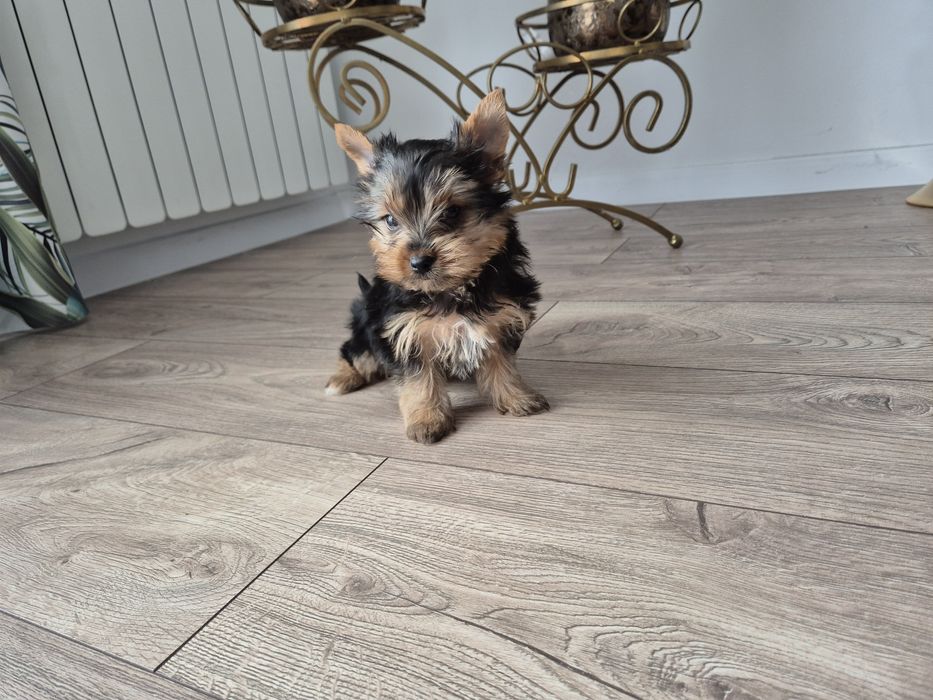 York sunia dwumiesięczna