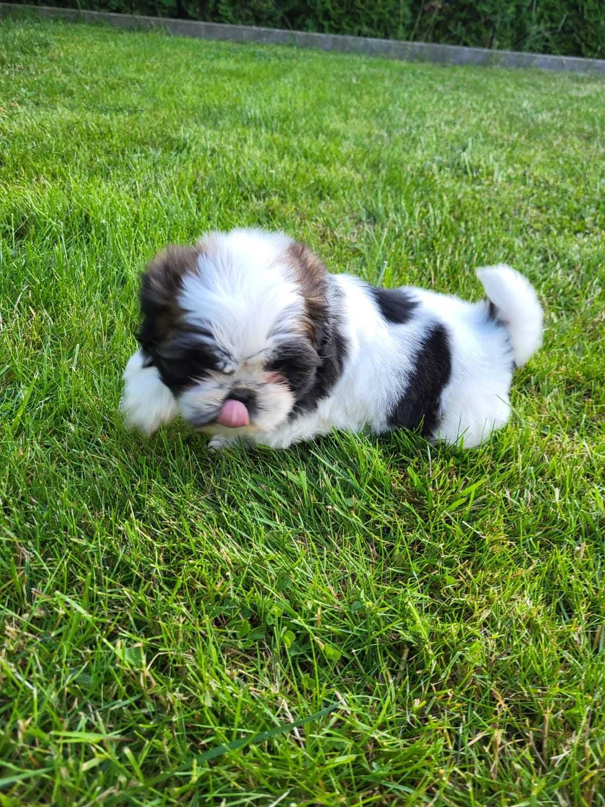 Szczeniak Shih-tzu piesek