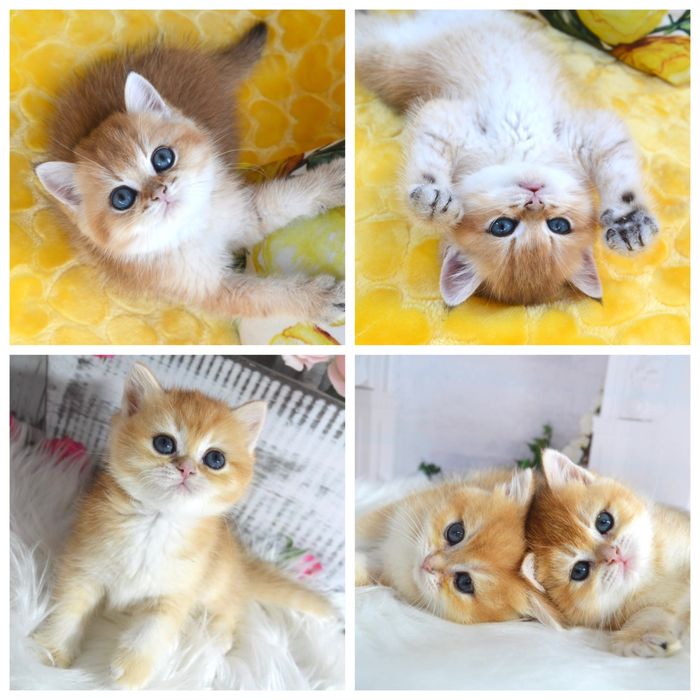 Британская золотая шиншилла /британська золота шиншила