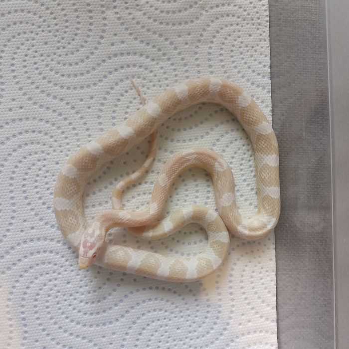 Węże zbożowe różne odmiany