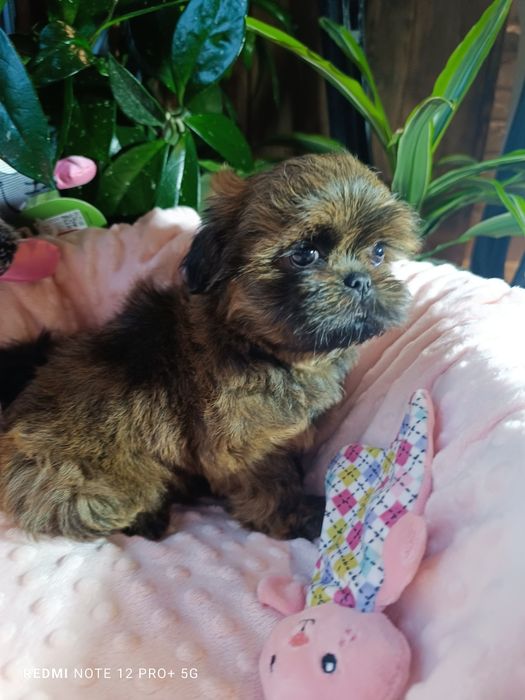 Shih tzu Salonowe suczki