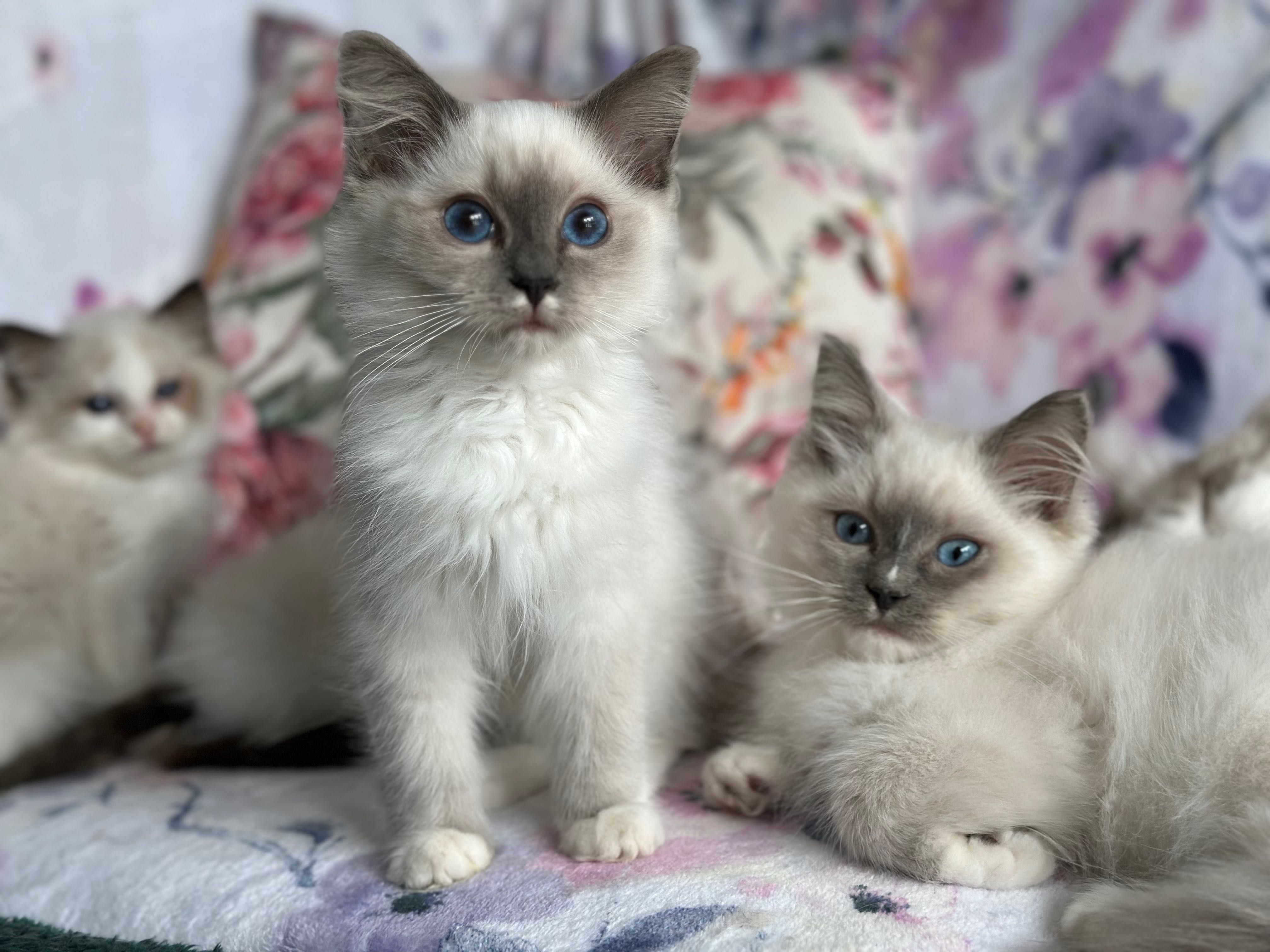 Słodka koteczka ragdoll