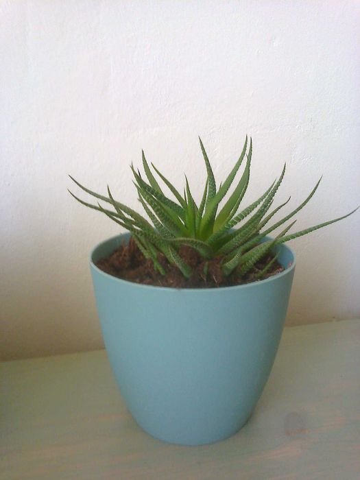 Haworsja pumila, sukulent