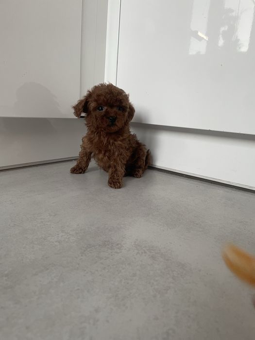 Suczka pudel TEACUP linia chińska BARDZO MALUTKA