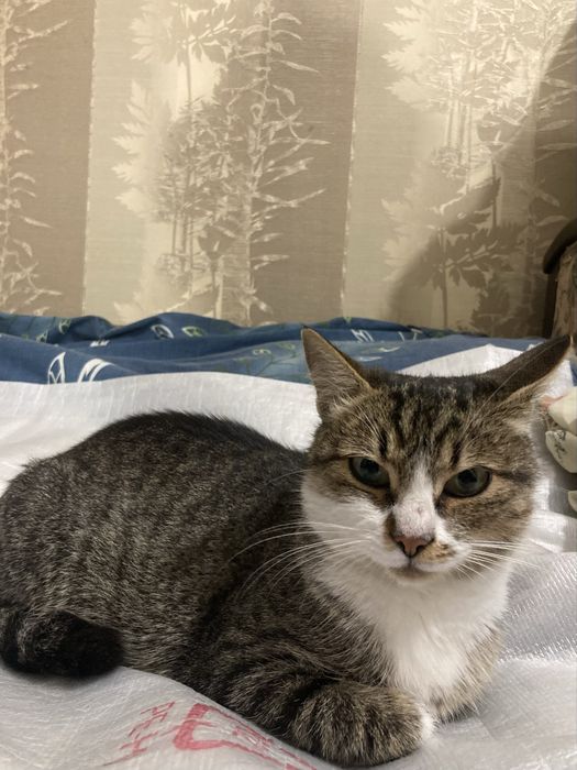 Шукаємо відповідальну і люблячу родину для кішечки!