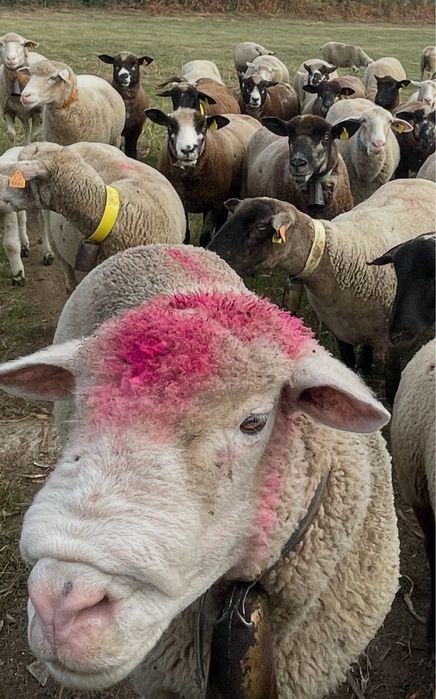 ovelhas de varias raças puras / cruzadas ( LER anuncio )