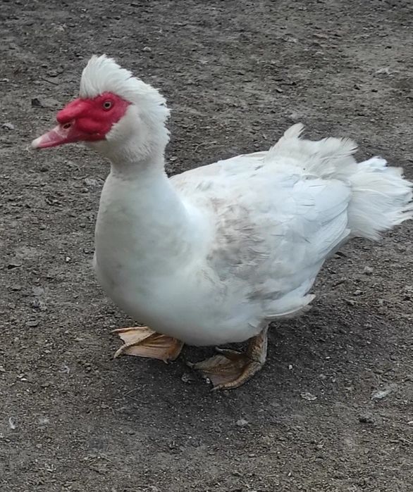 Мускусні качки вирощені на домашніх харчах