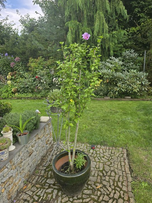 Hibiskus różowy w doniczce zwyklej