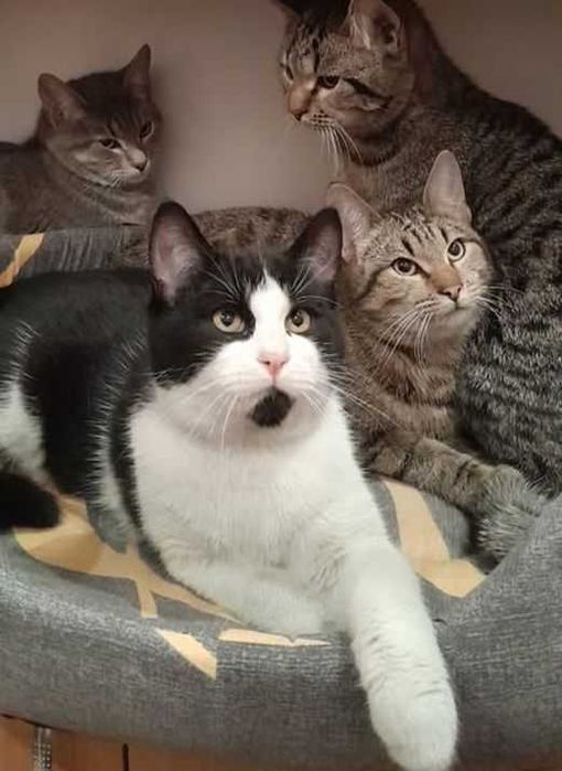 віддам кота кошеня хлопці 10міс щеплені