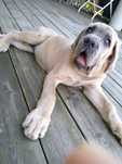 Sprzedam psa rasy Cane Corso