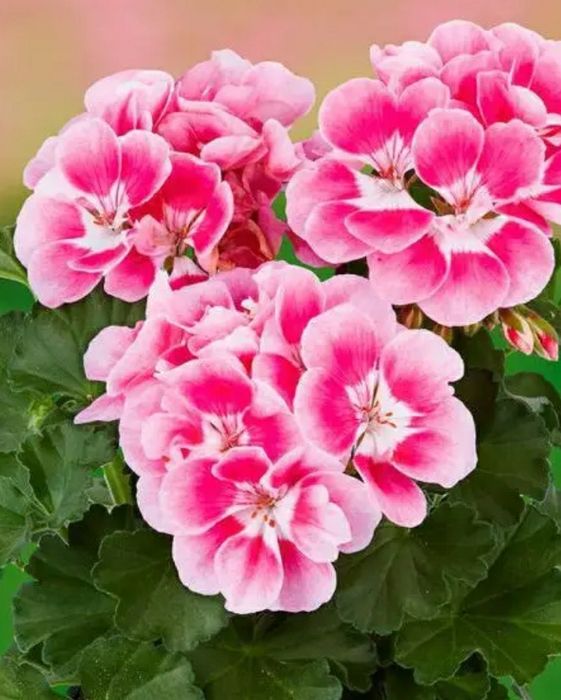 Пеларгонія зональна (калачики)