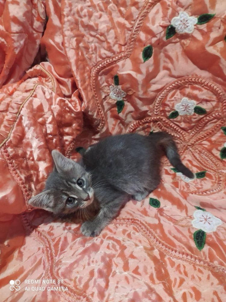 Кошеня. Котенок. Котята. Кошка. Кіт. Кішка.