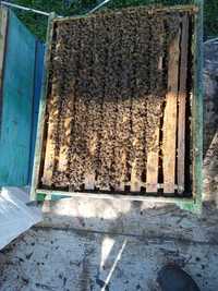 Продам пчел карника . Пчелопакеты,или пчелосемьи