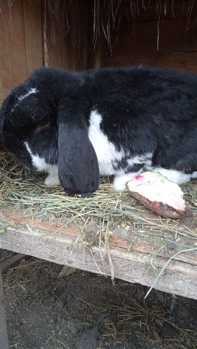 Продам кроля Французького барана