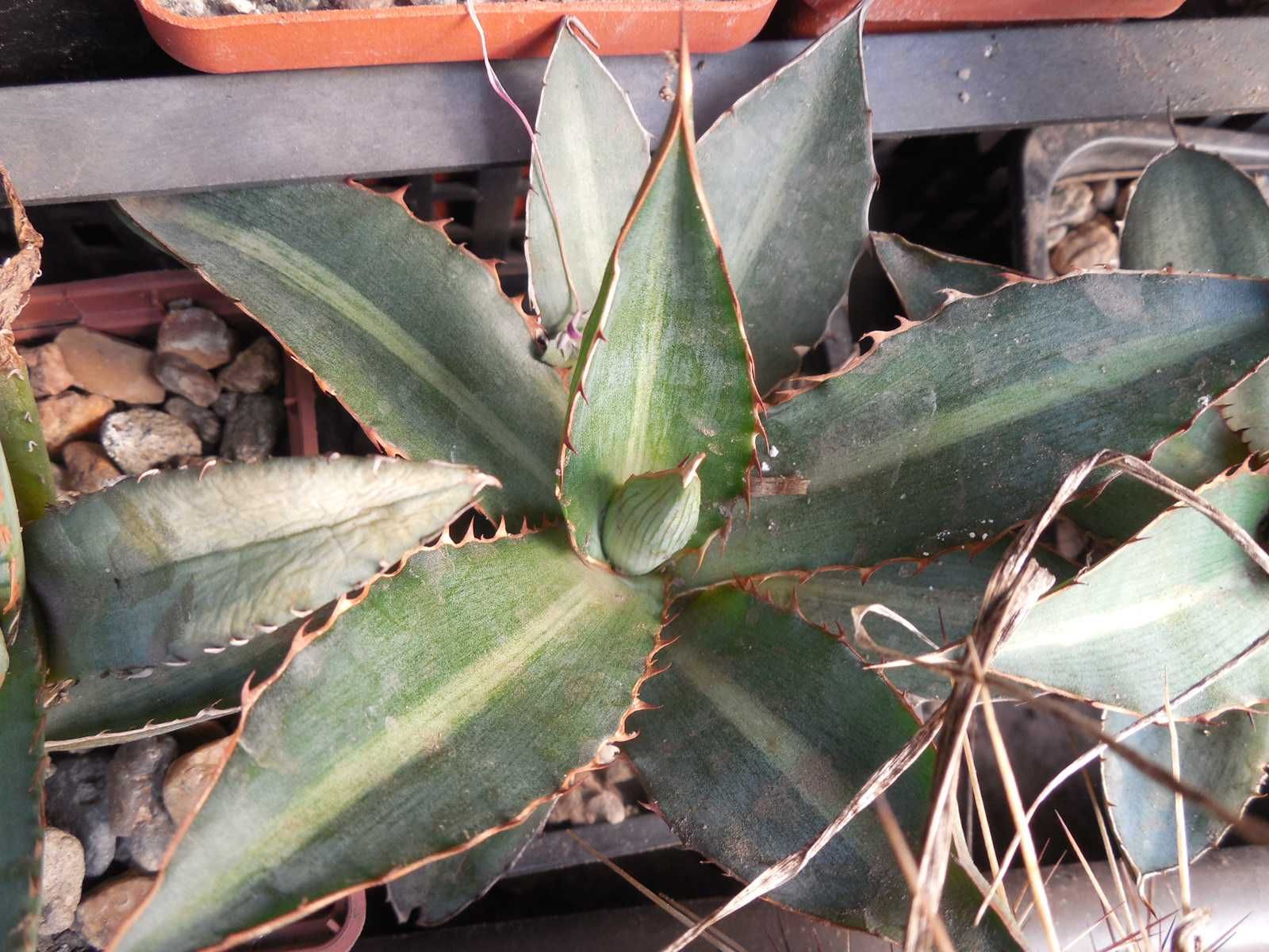 Gymnocalycium michoga