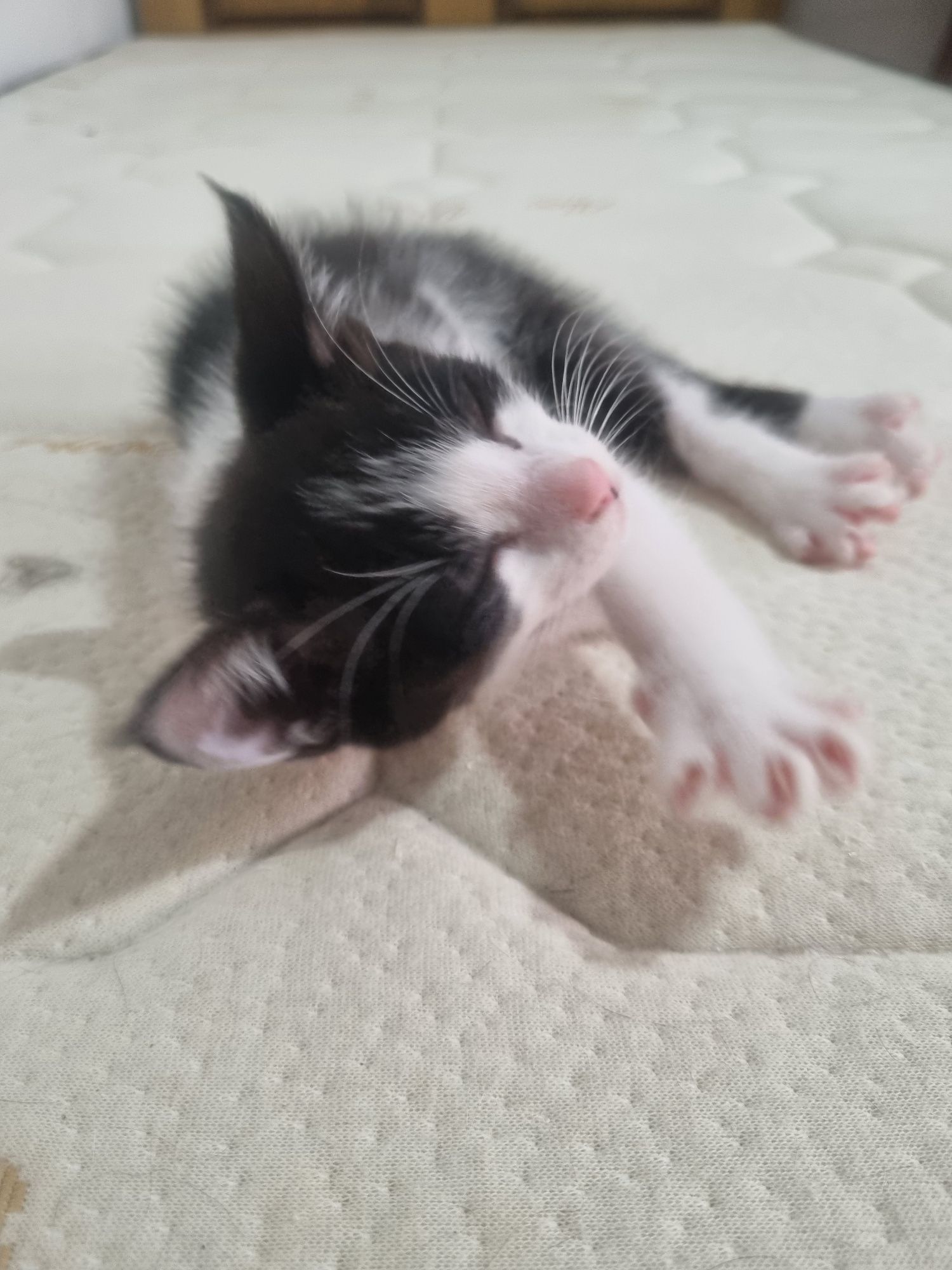 Gatinha para adoção com deficiência ocular