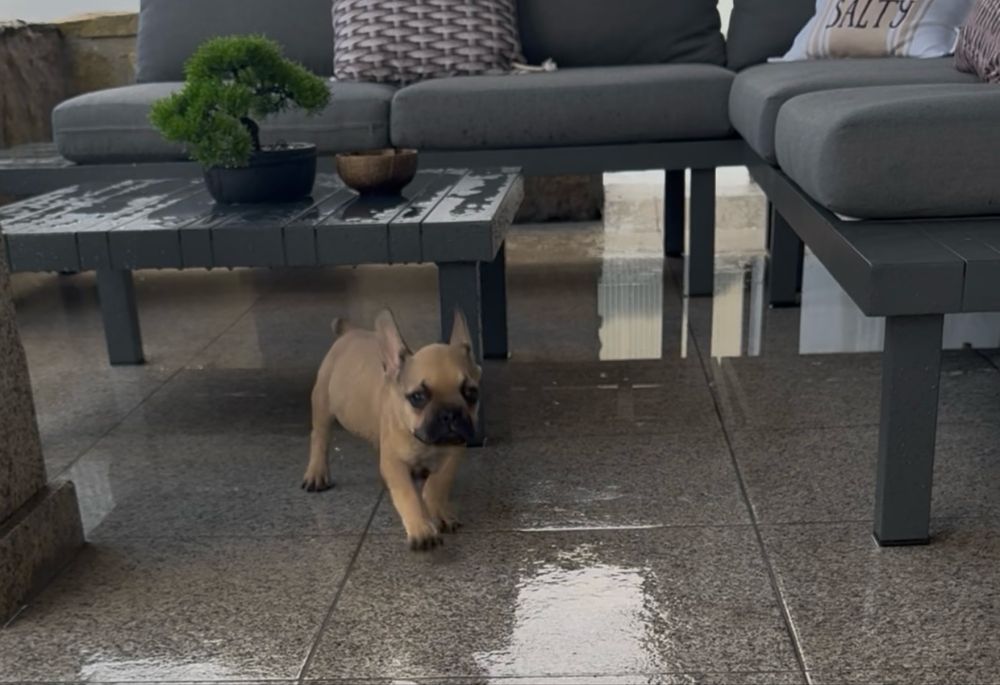 Menino Bulldog Frances