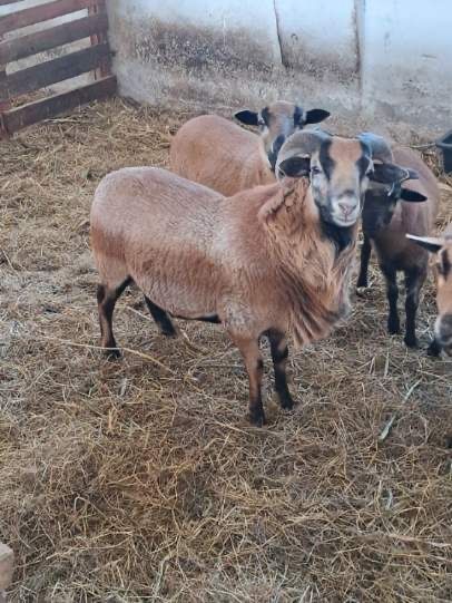 Owce kameruńskie zakocone