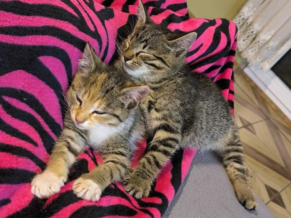 kotki małe do adopcji