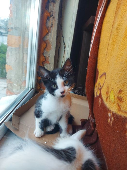 Бестплатно, котики!
