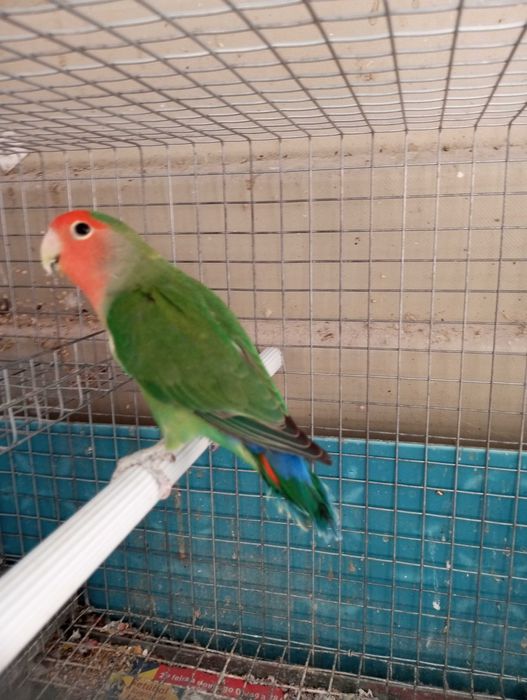 Agapórnis rosicollis longfeather